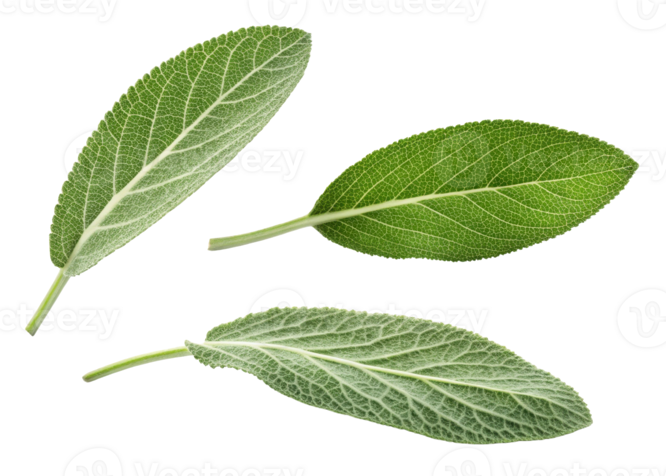 Fresh green sage leaf close up with detailed texture and veins isolated on transparency background for natural herbal design png