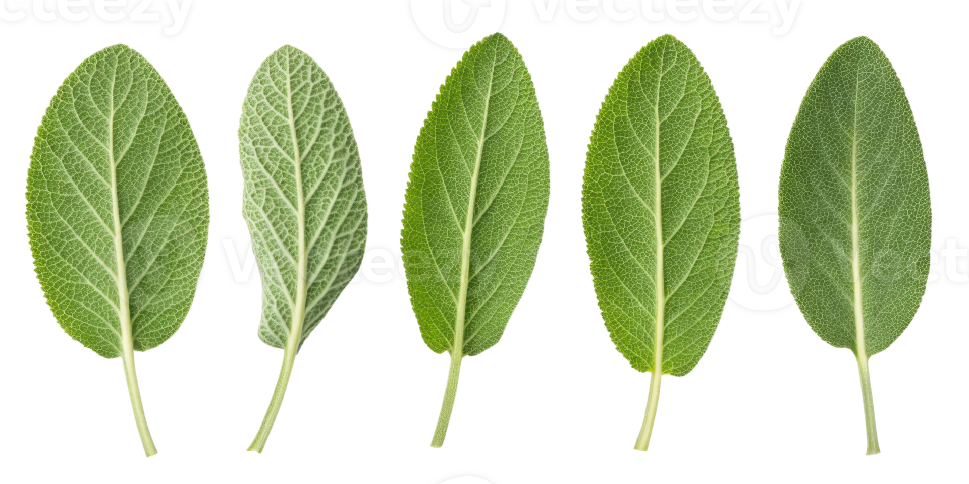 Sage leaf collection with fresh green texture and natural veins isolated on transparency background showing herbal beauty and organic detail png