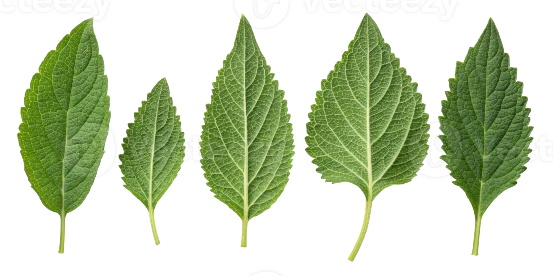 Green leaf collection with sesame texture showing natural veins and fresh organic details in various sizes and shapes for botanical design png