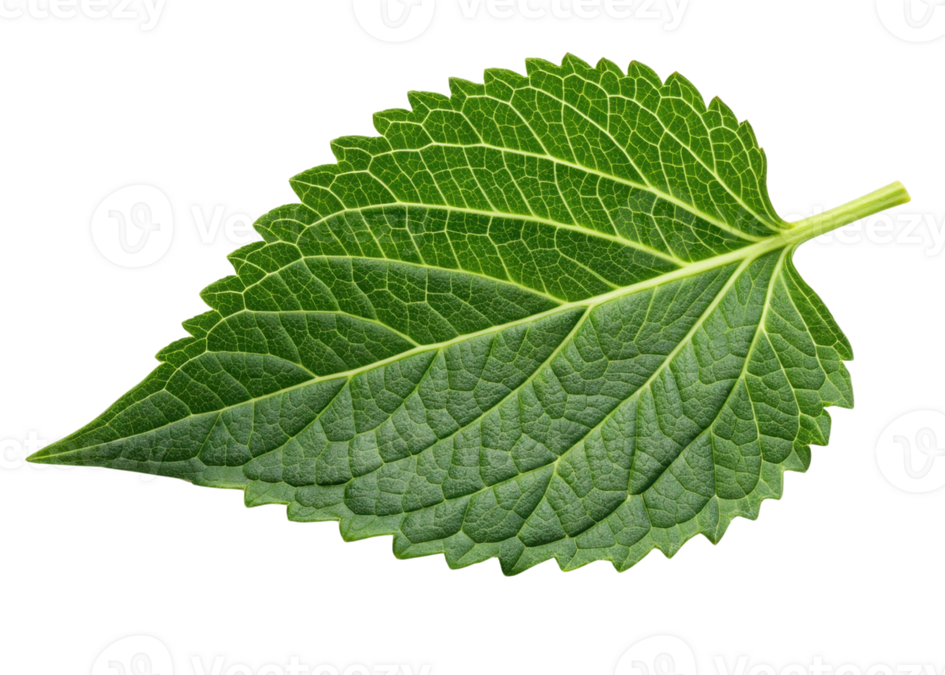 Fresh green leaf with detailed veins and serrated edges showing natural texture and vibrant color like sesame leaf png