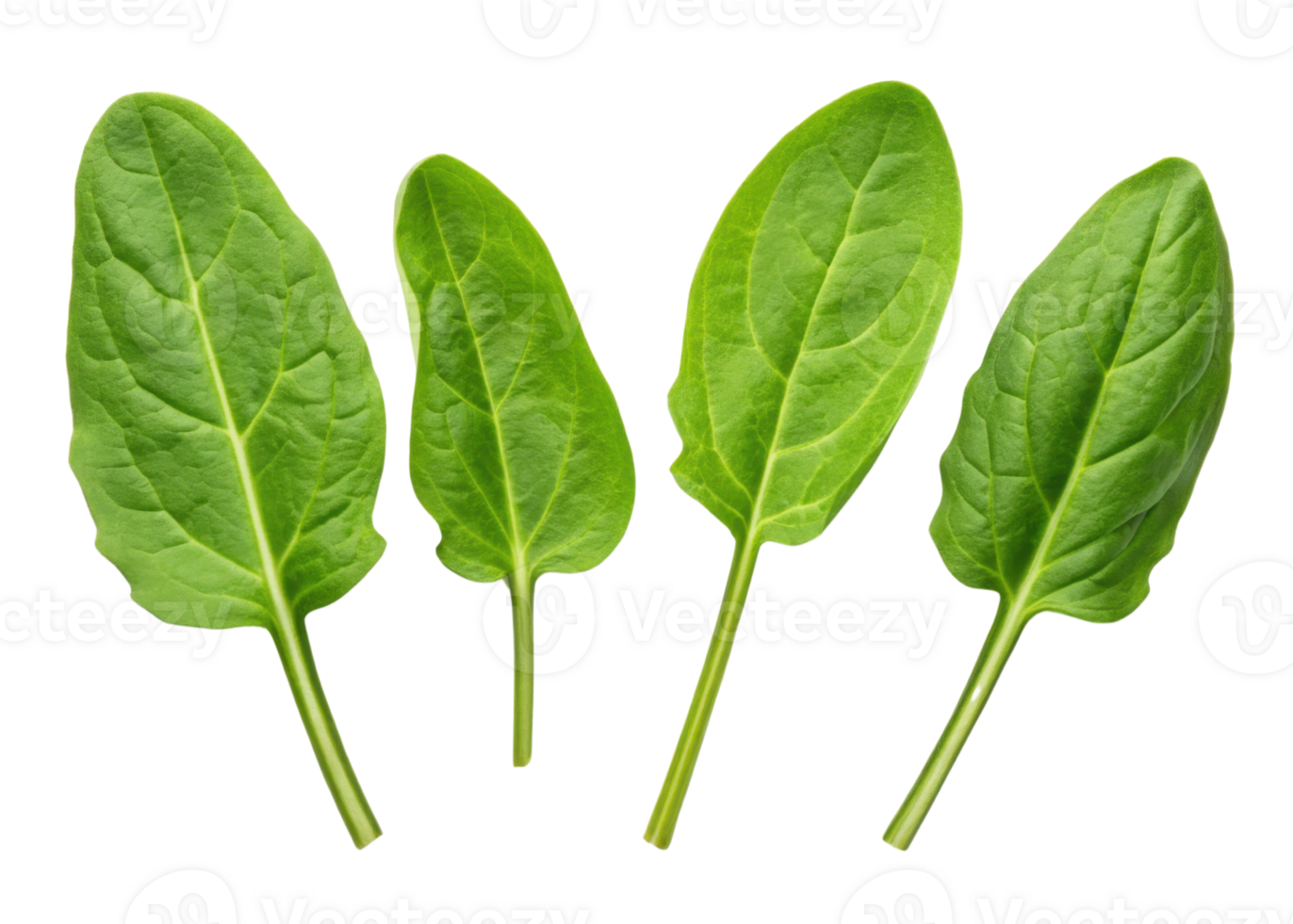 Fresh sorrel leaf with vibrant green color and natural texture perfect for healthy cooking and garnishing dishes png
