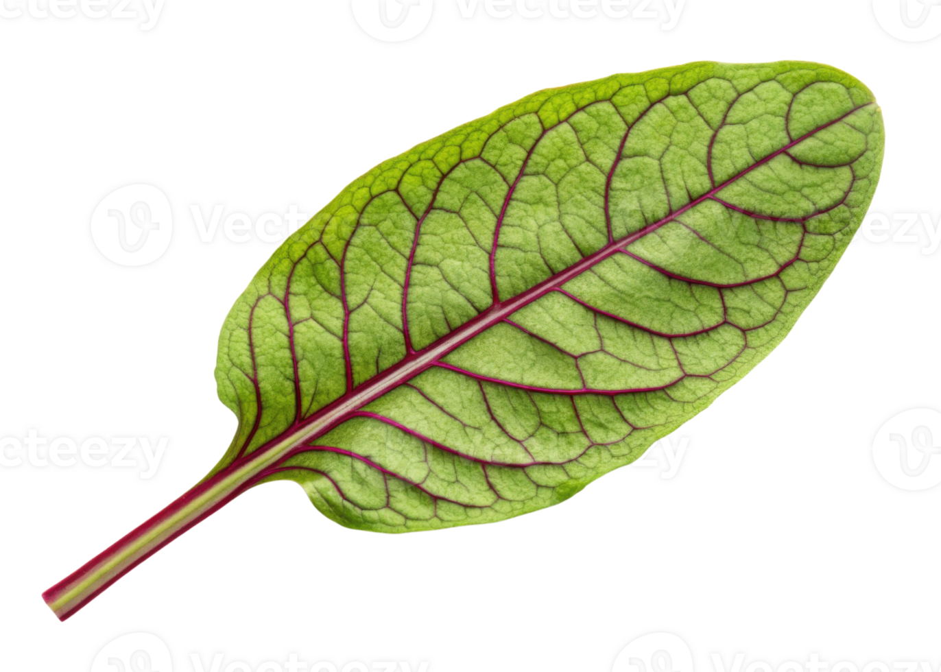 Fresh sorrel leaf with vibrant green color and striking purple veins creates beautiful natural pattern full of life and texture png