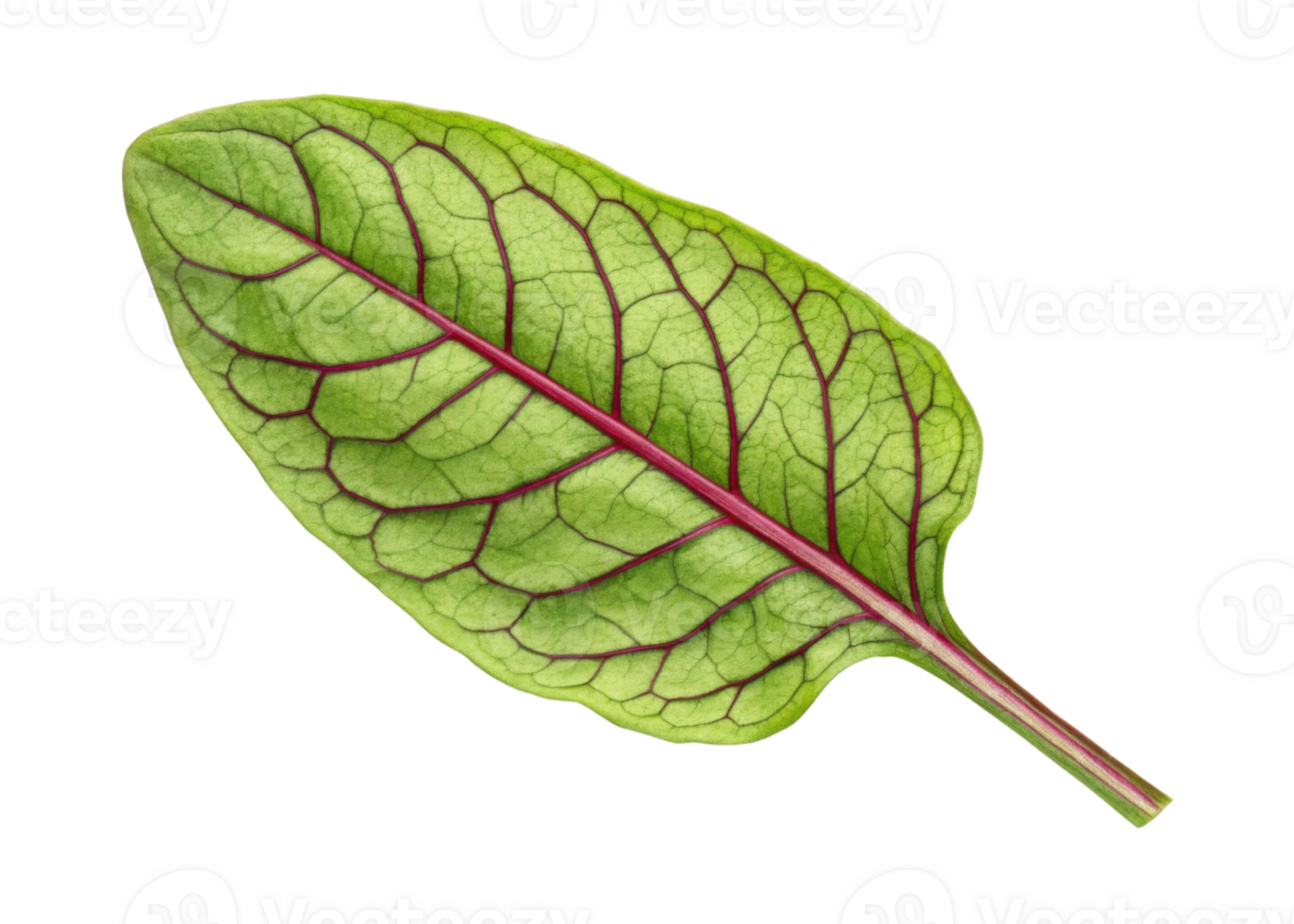 Sorrel leaf with vibrant green color and distinct red veins close up isolated on transparency background showing natural texture and fresh detail png