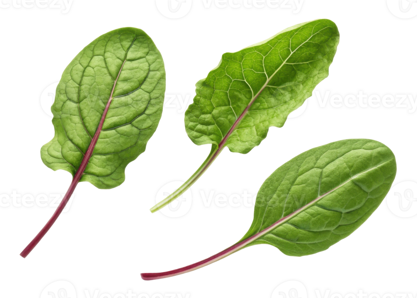 Sorrel leaf with fresh green texture and visible veins showing natural sorrel leaf beauty in bright and healthy appearance png