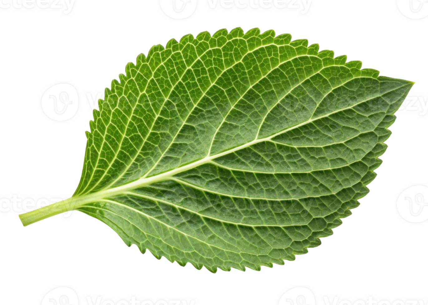Fresh green leaf with detailed veins and serrated edges resembling sesame leaf pattern in vibrant natural color png