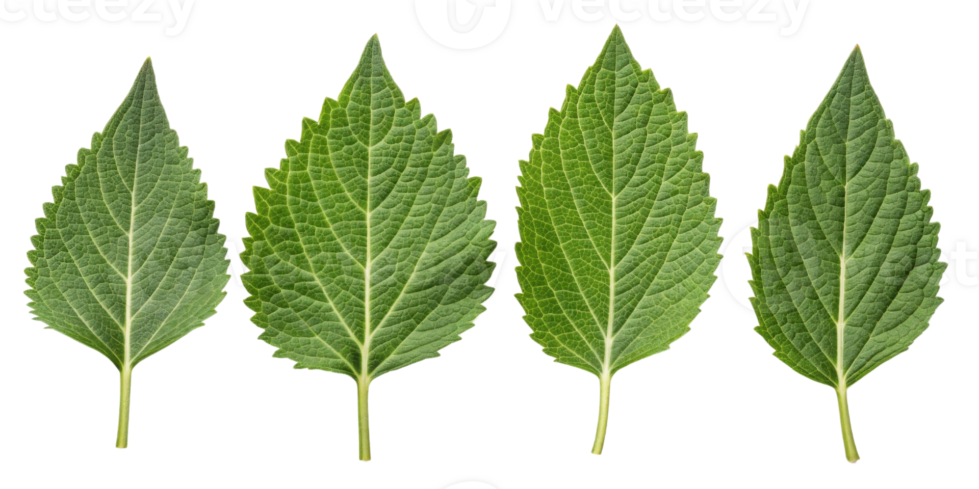 Sesame leaf close up with green texture and natural veins isolated on transparency background showing detailed plant nature png