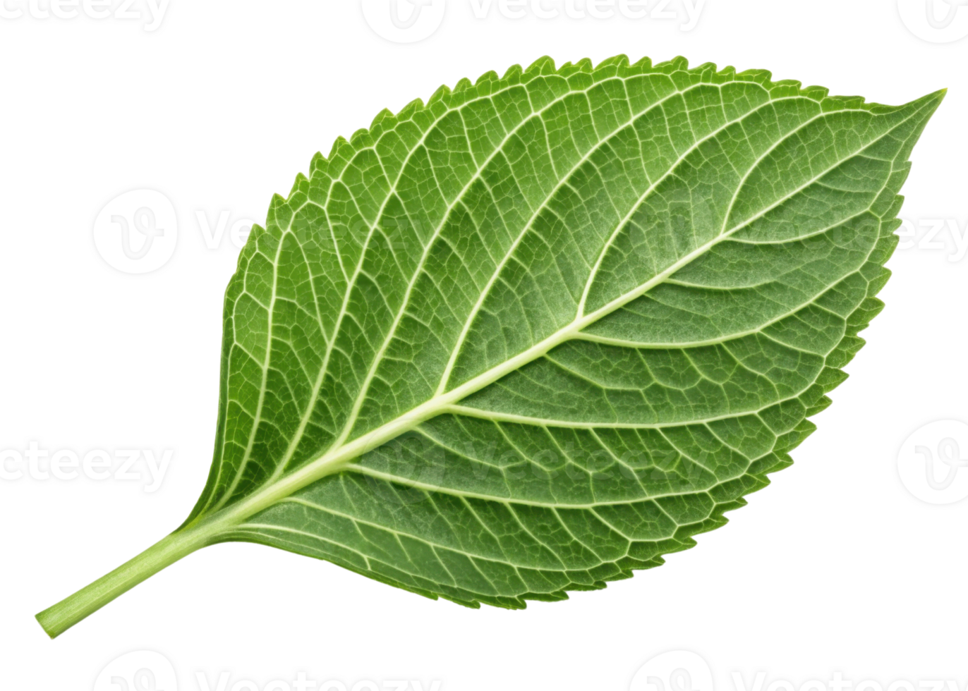 Fresh green leaf with detailed veins and textured surface resembling sesame pattern, showcasing natural beauty and vibrant life png
