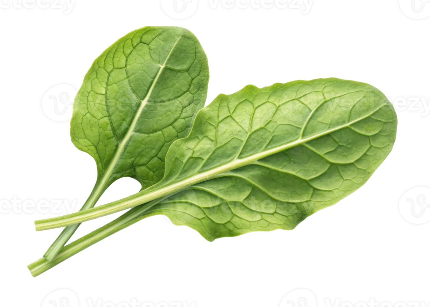 Two fresh sorrel leaves with visible veins and stems isolated on transparency background showing natural green color and texture png