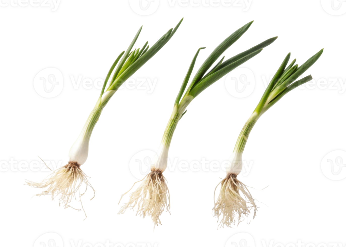 Fresh spring onion with roots and green leaves isolated on transparency background perfect for healthy cooking and vibrant meals png