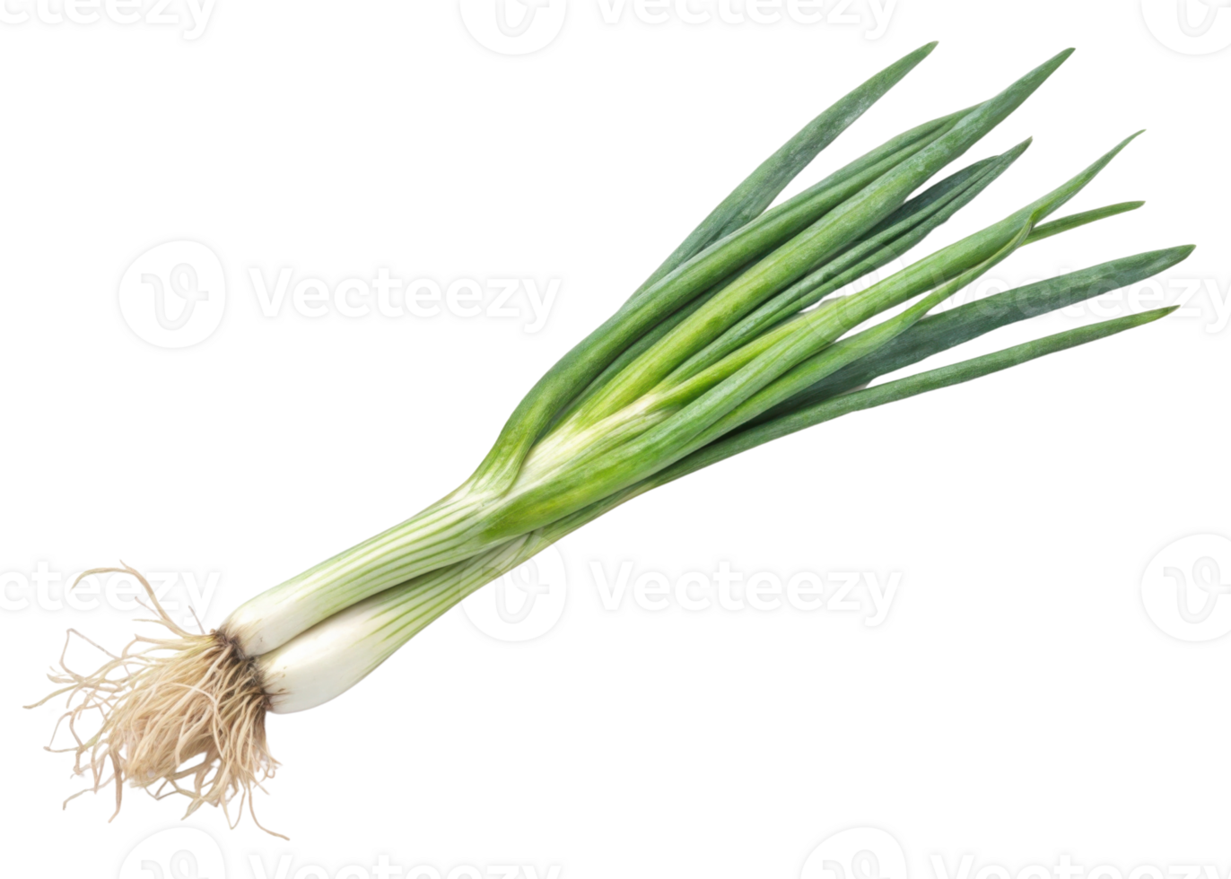 Fresh spring onion with green leaves and white bulb isolated on transparency background perfect for cooking and healthy food ingredient png