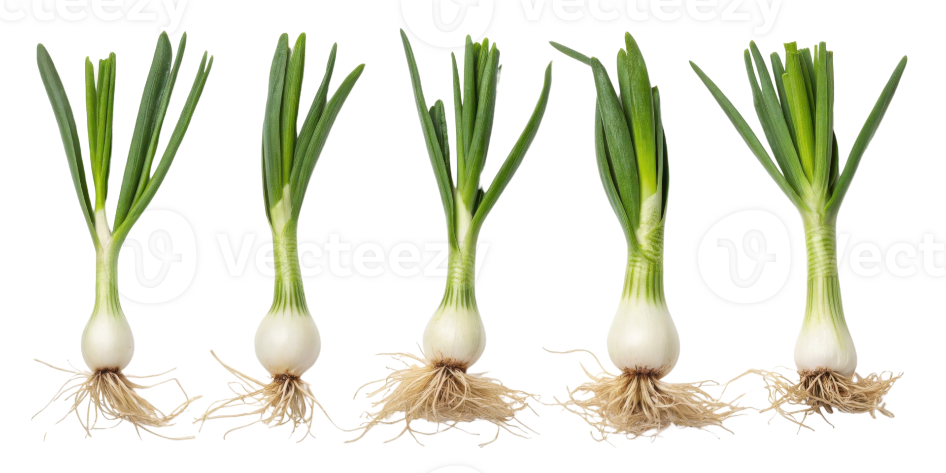 Fresh spring onion with roots isolated on transparency background in row showing natural green leaves and white bulb for cooking or gardening use png