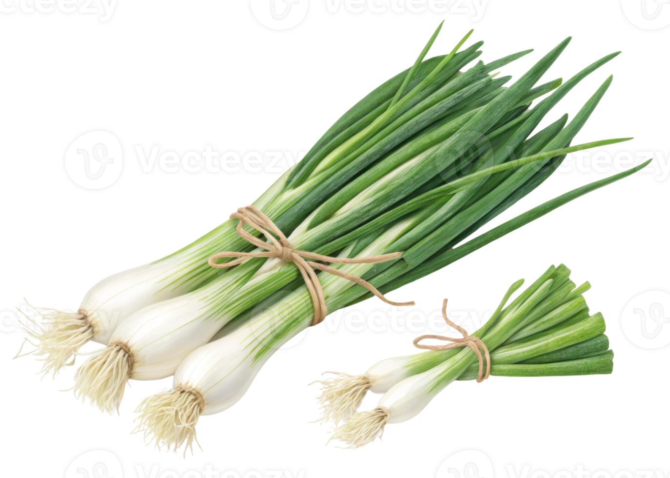 Fresh spring onion bundles tied with natural string show vibrant green leaves and white bulbs perfect for cooking or garnishing dishes png