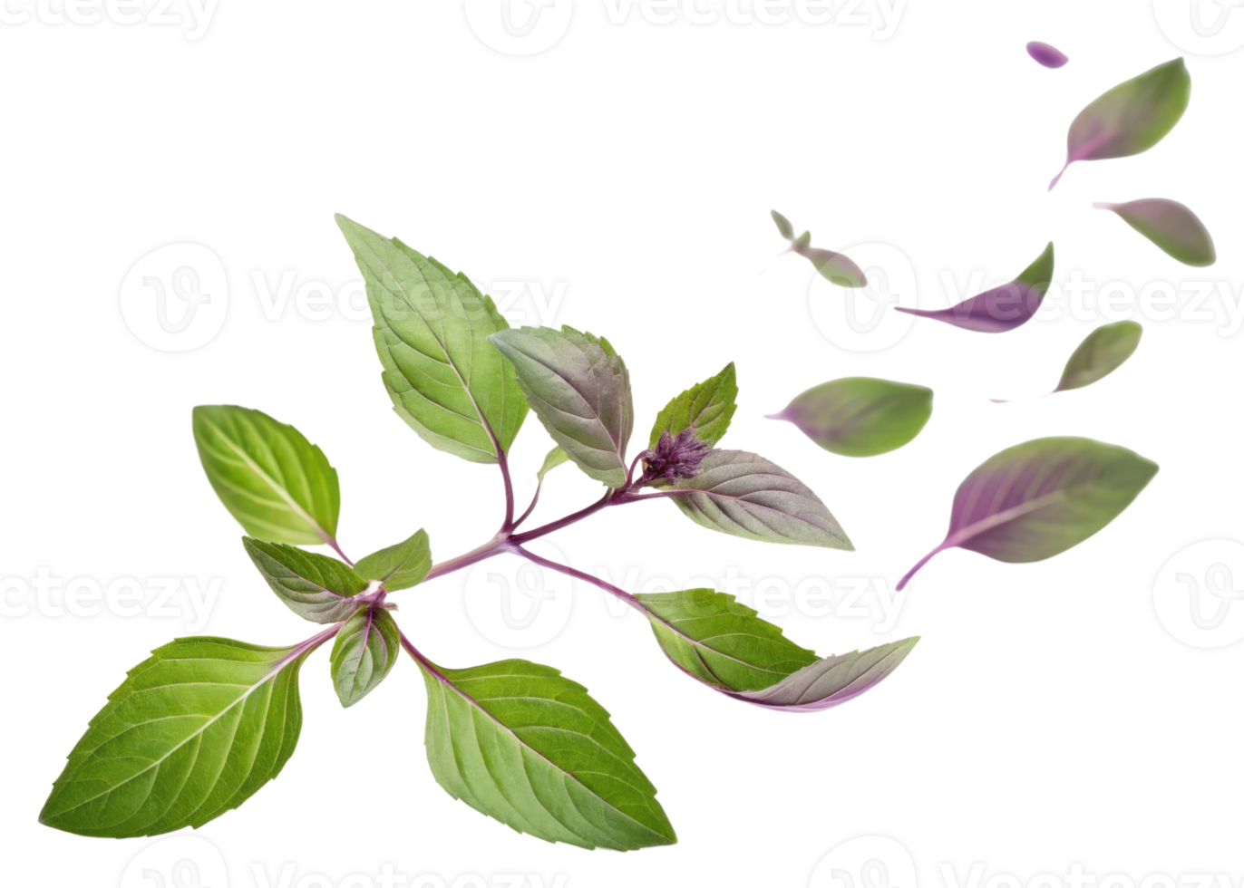 Thai basil leaf with fresh green and purple colors floating gently in air creating natural and vibrant scene png