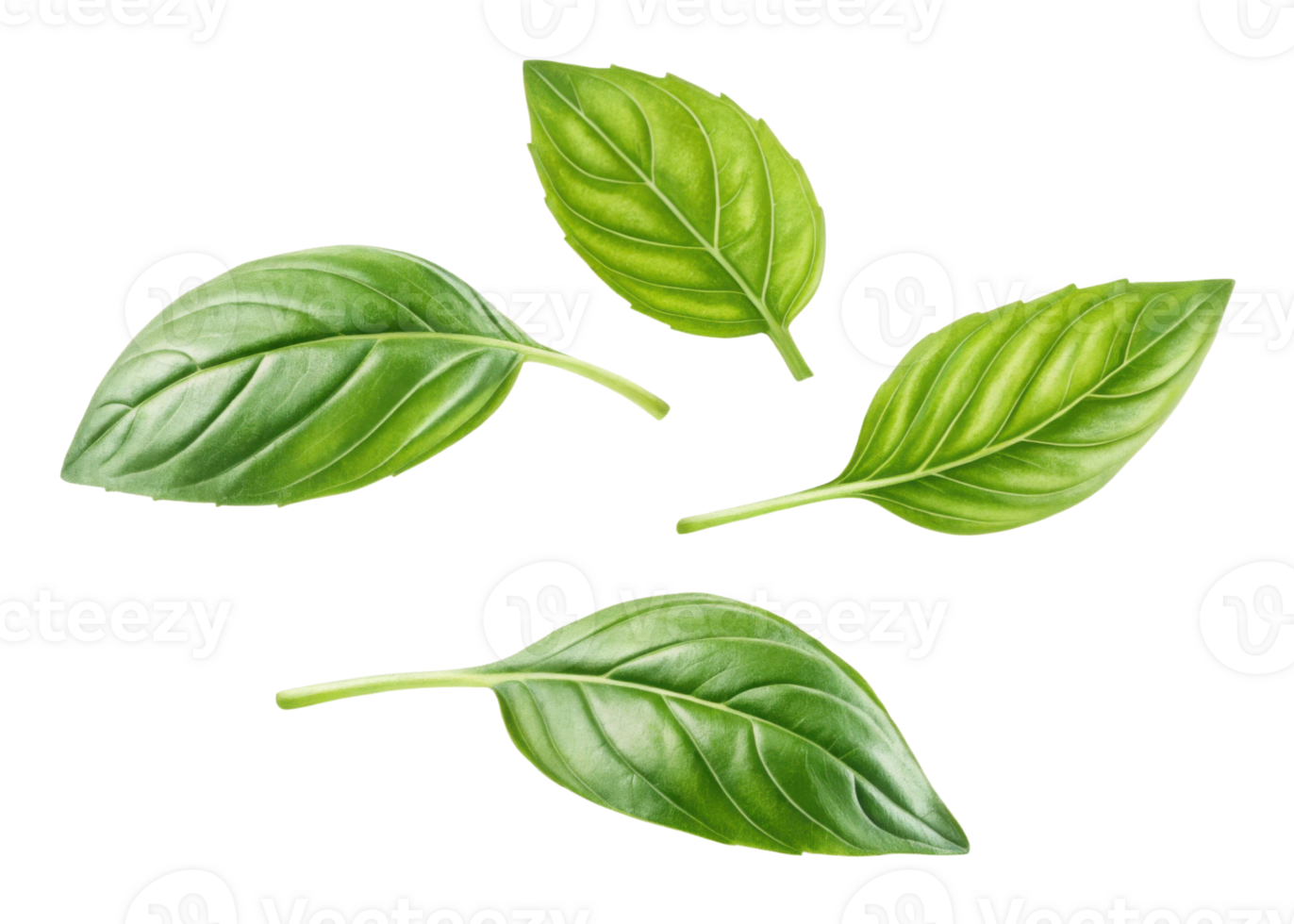 Sweet fresh basil leaf isolated on transparency background with natural texture and vibrant green color for cooking and decoration png