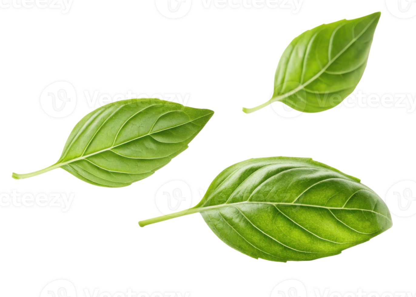 Sweet basil leaf fresh green herb natural ingredient healthy cooking flavor png
