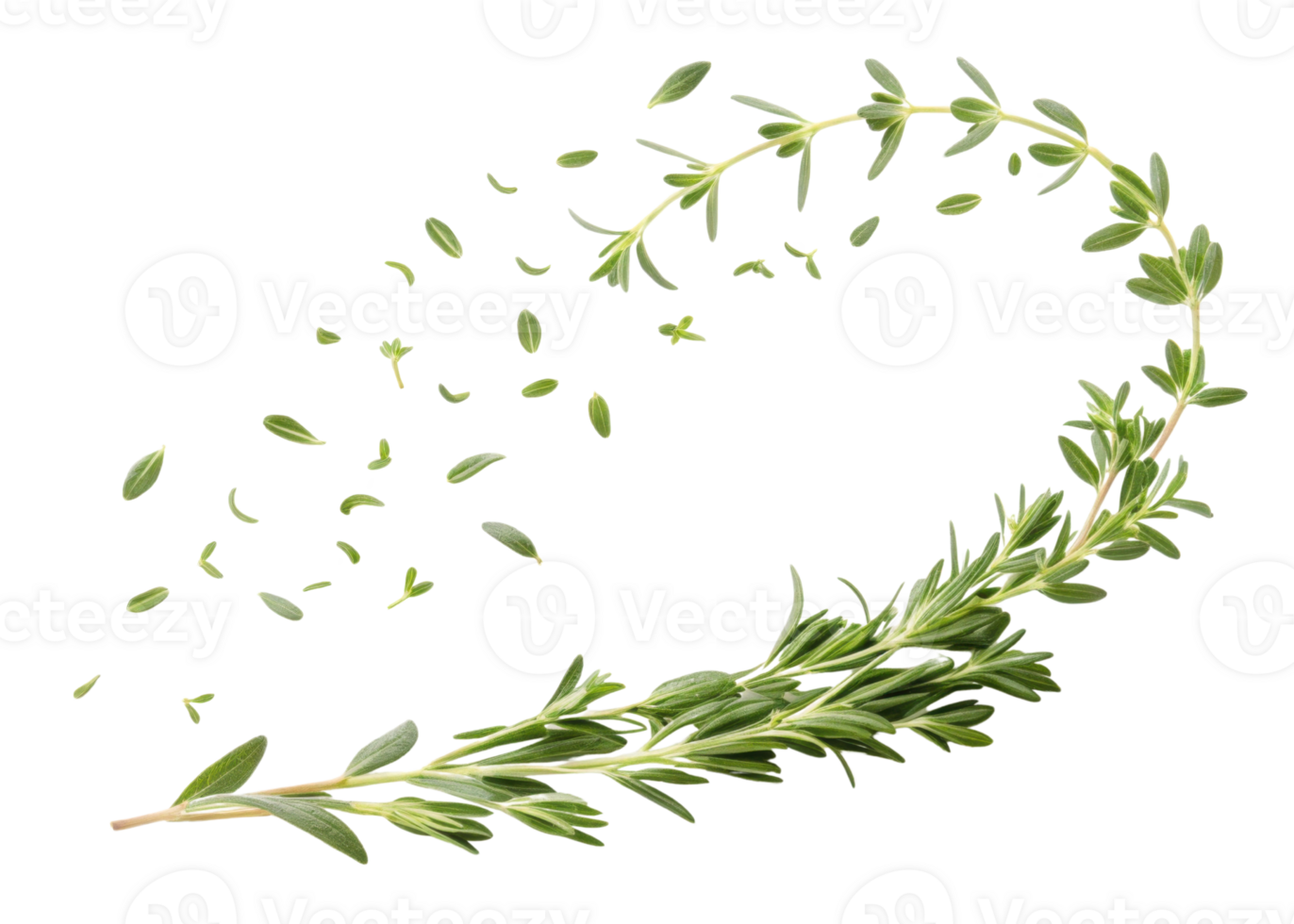 Fresh thyme leaf with green herb leaves flying in curved motion creating natural and lively composition full of freshness and vitality png