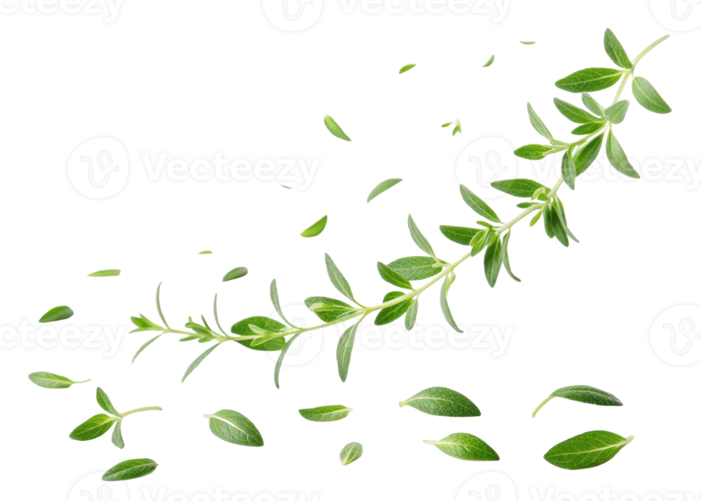Fresh thyme leaf and sprig with scattered leaves creating natural and lively herbal scene full of green freshness and vitality png