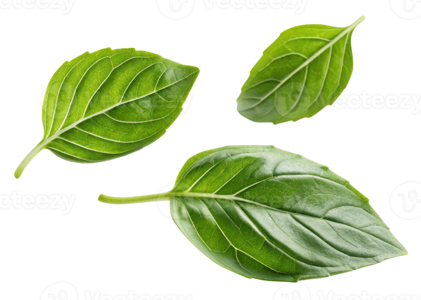 Sweet fresh basil leaf close up with vibrant green color and natural texture isolated on transparency background for culinary use png