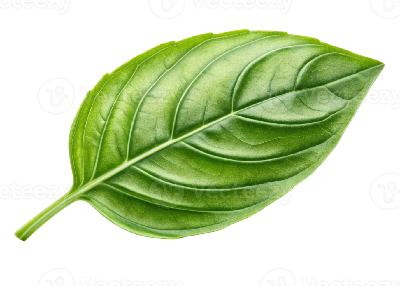 Sweet basil leaf with fresh green texture and natural veins closeup isolated on transparency background png