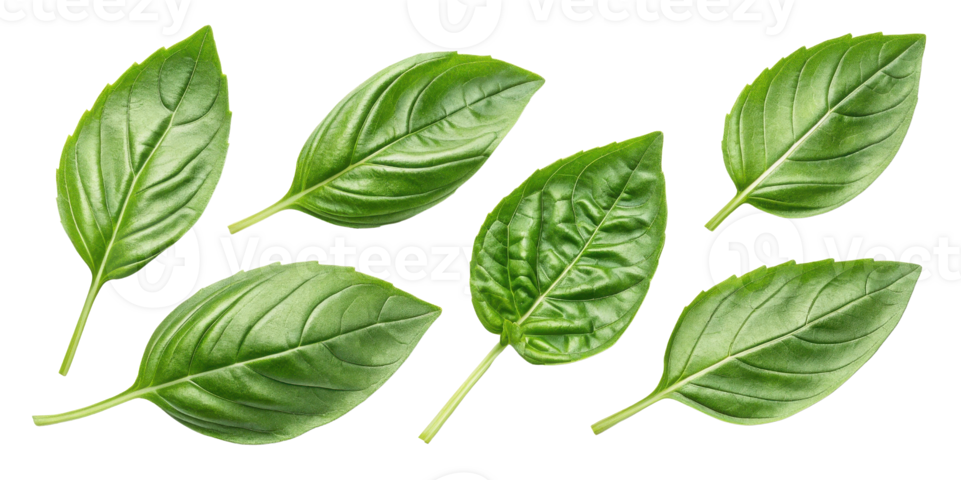 Sweet fresh basil leaf collection with vibrant green color and natural texture perfect for cooking and garnishing dishes png