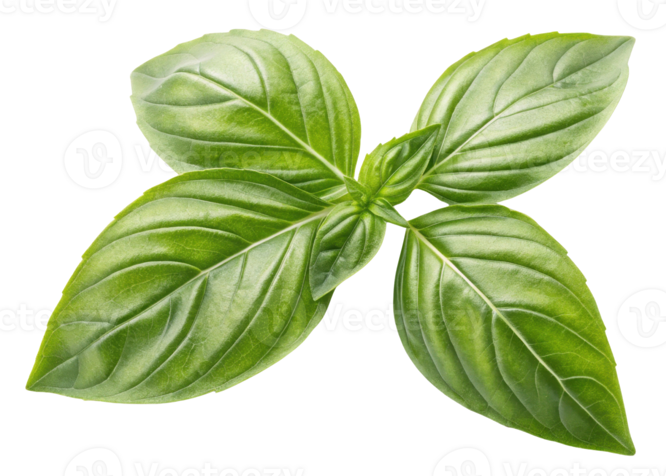 Sweet fresh basil leaf with vibrant green color and smooth texture, perfect for adding flavor and aroma to various dishes and recipes png