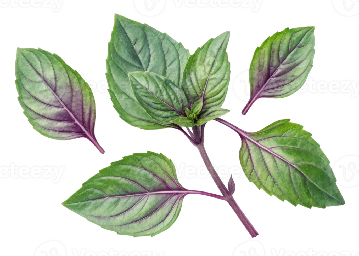 Thai basil leaf fresh green herb with purple veins and stems isolated on transparency background for cooking and decoration png