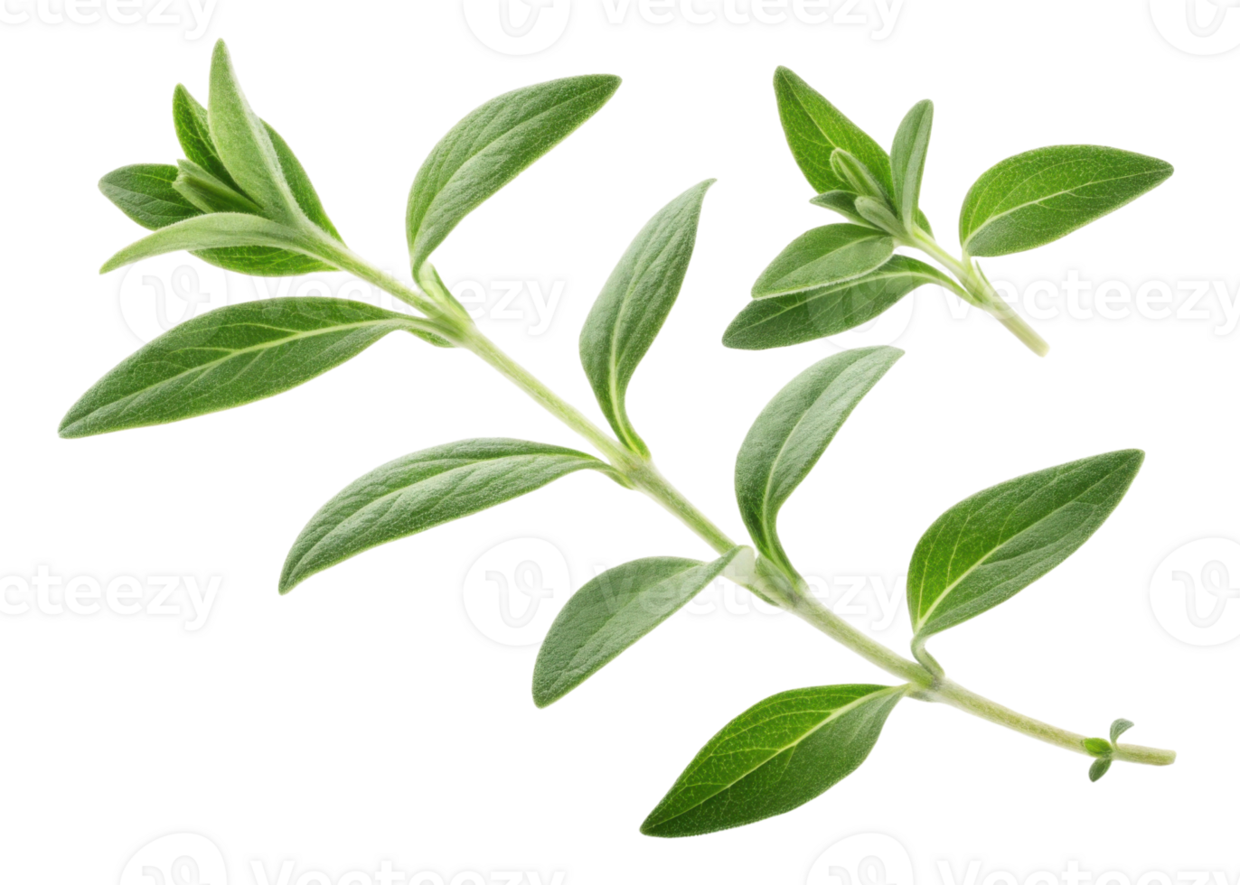 Fresh thyme leaf sprigs with vibrant green leaves showing natural texture and detail perfect for culinary and herbal use png