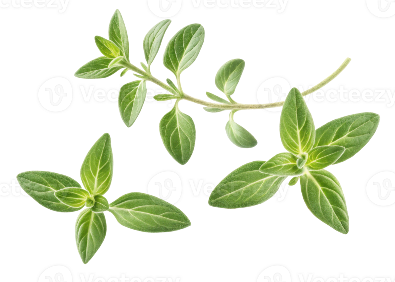 Fresh thyme leaf with green herb leaf isolated on transparency background for cooking and seasoning png