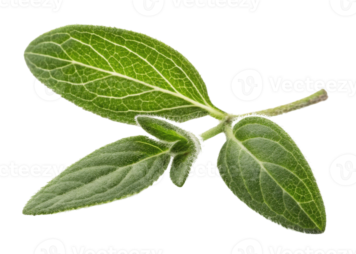 Fresh thyme leaf with detailed veins and soft texture isolated on transparency background showing natural green herb png