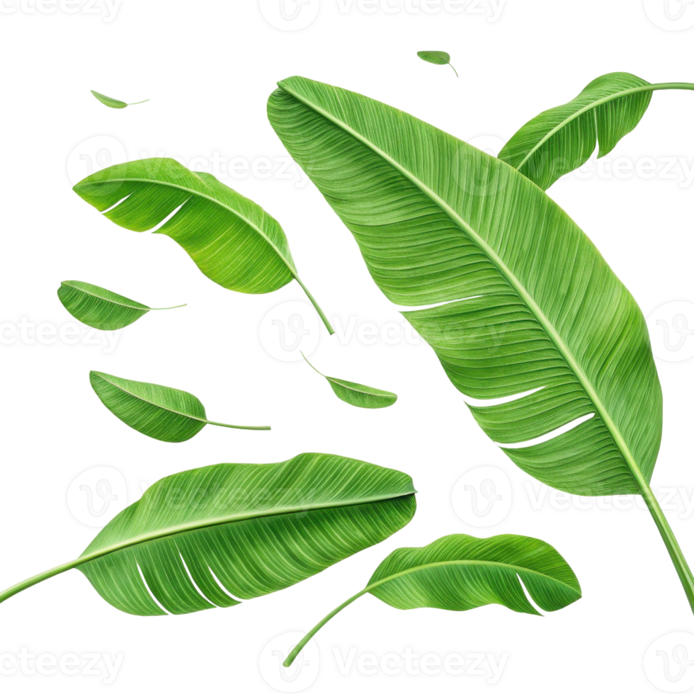 Tropical banana leaf collection with vibrant green color and natural texture creating fresh and lively atmosphere perfect for design and decoration png