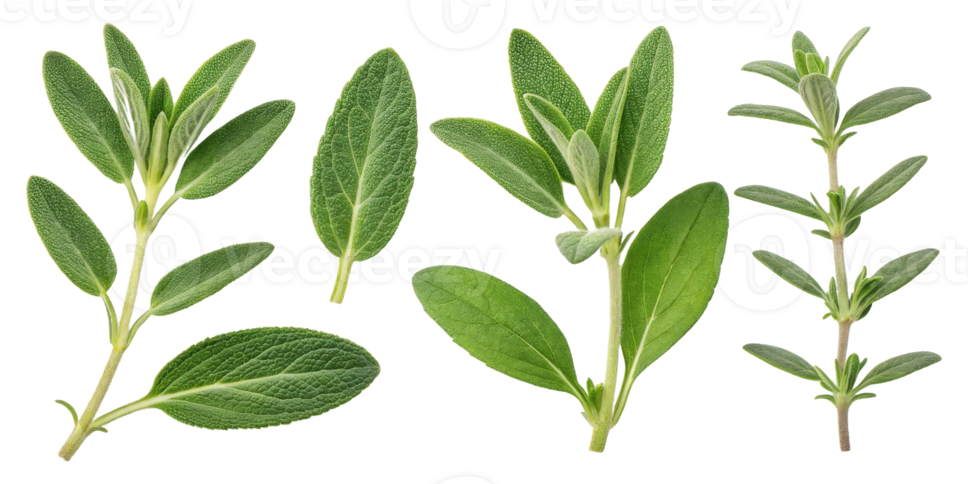 Fresh thyme and leaf herbs with green natural texture isolated on transparency background for healthy cooking and seasoning png