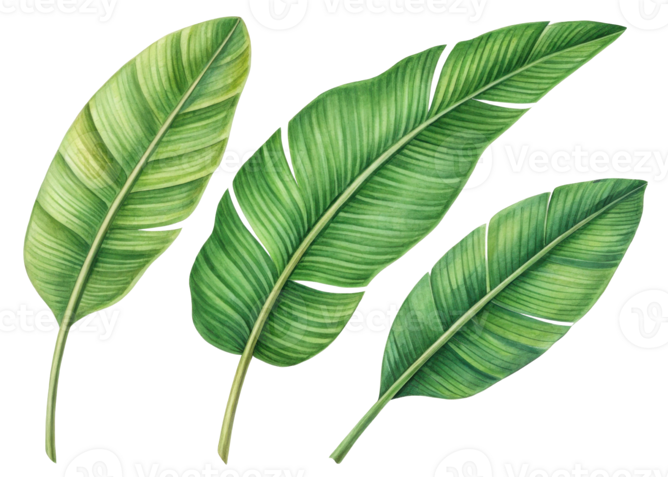 Tropical banana leaf illustration with vibrant green colors showing natural texture and detail in beautiful botanical design png