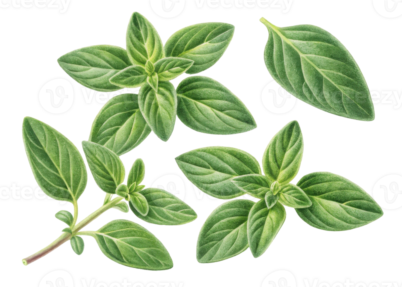 Fresh thyme leaf with green herb leaves isolated on transparency background showing natural texture and detail png
