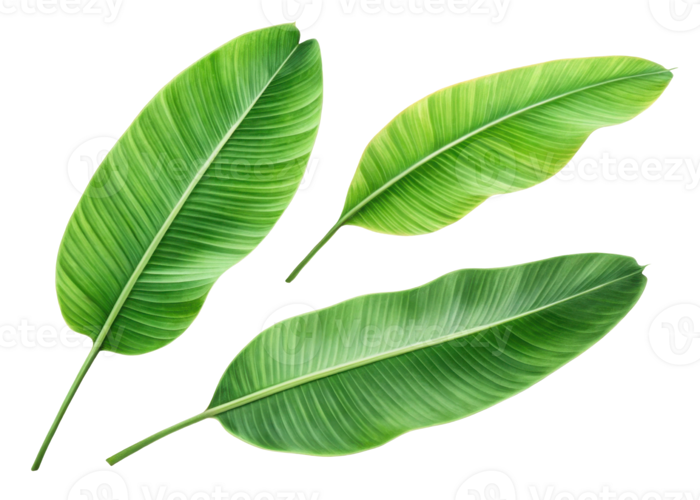Tropical banana leaf set with vibrant green color and natural texture perfect for design and decoration projects in fresh tropical style png