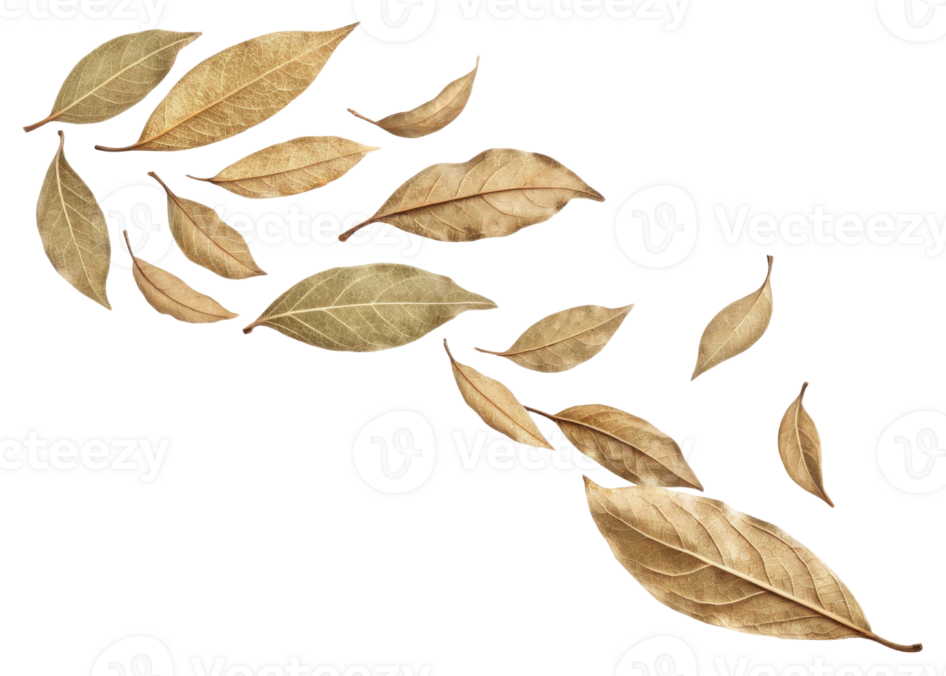 Dry bay leaf collection with natural texture and color isolated on transparency background showing detailed veins and edges png