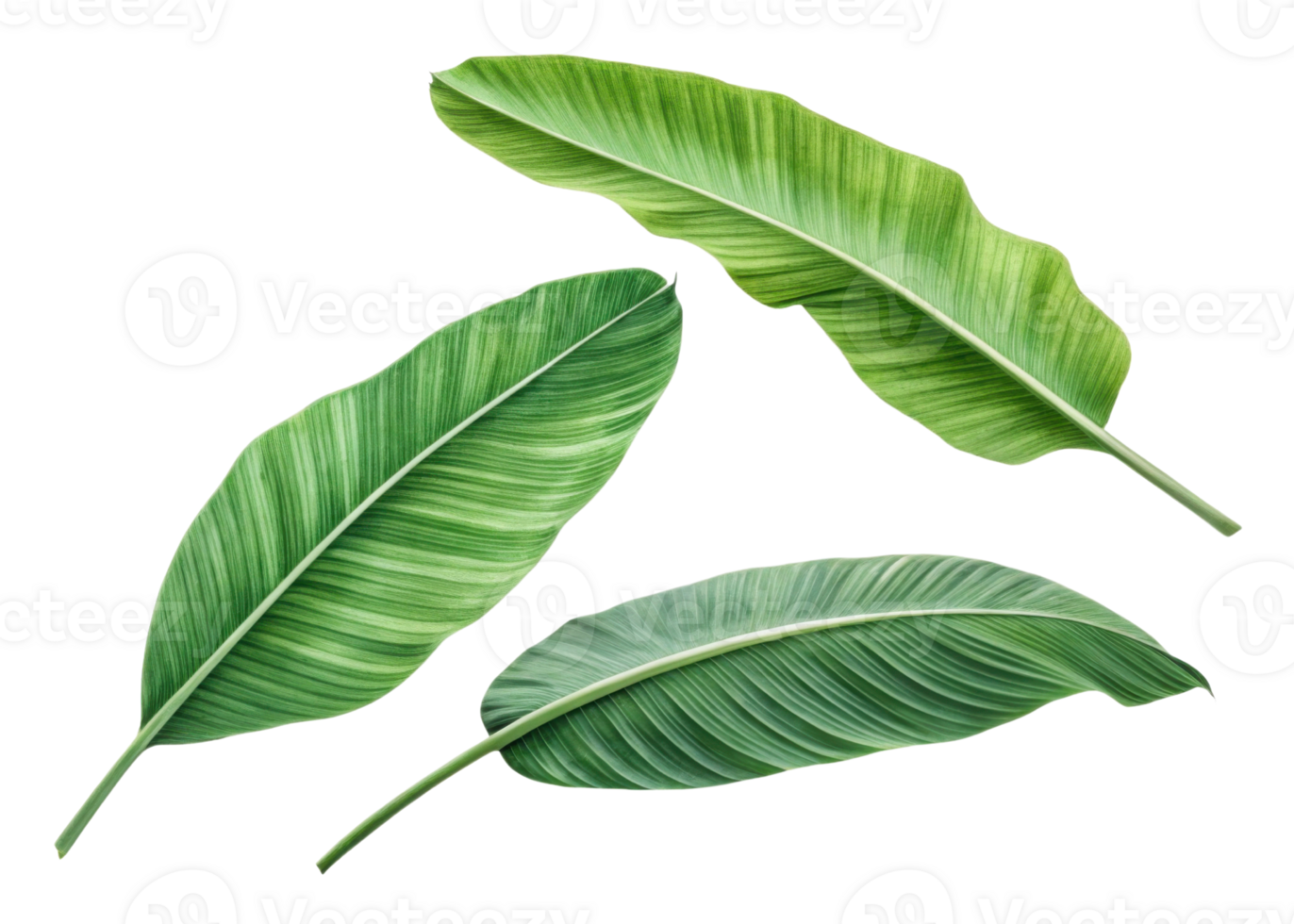 Tropical banana leaf set with vibrant green colors and natural texture perfect for design and decoration projects with fresh tropical vibe png
