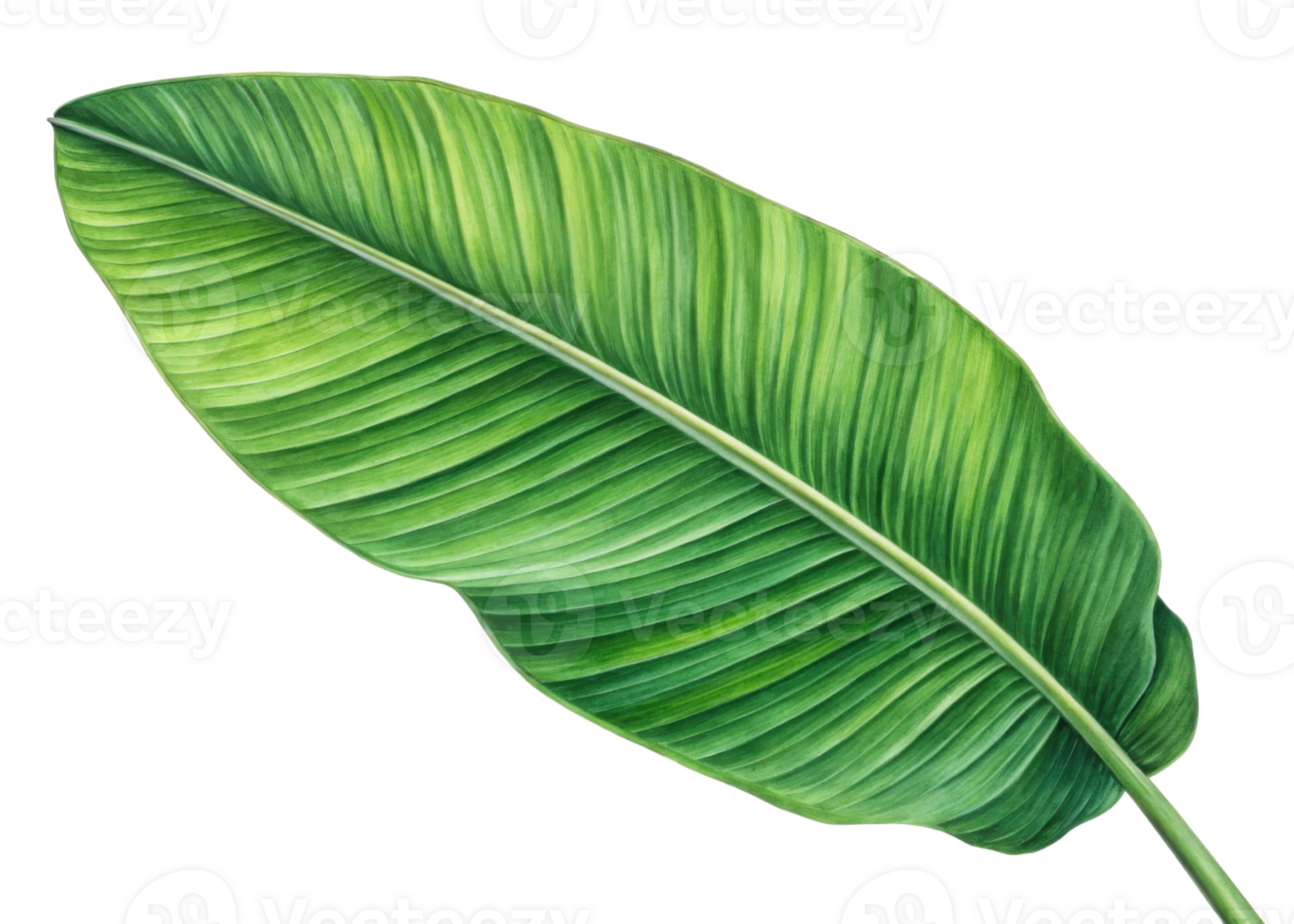 Tropical banana leaf with vibrant green color and detailed texture isolated on transparency background showing natural beauty and freshness png