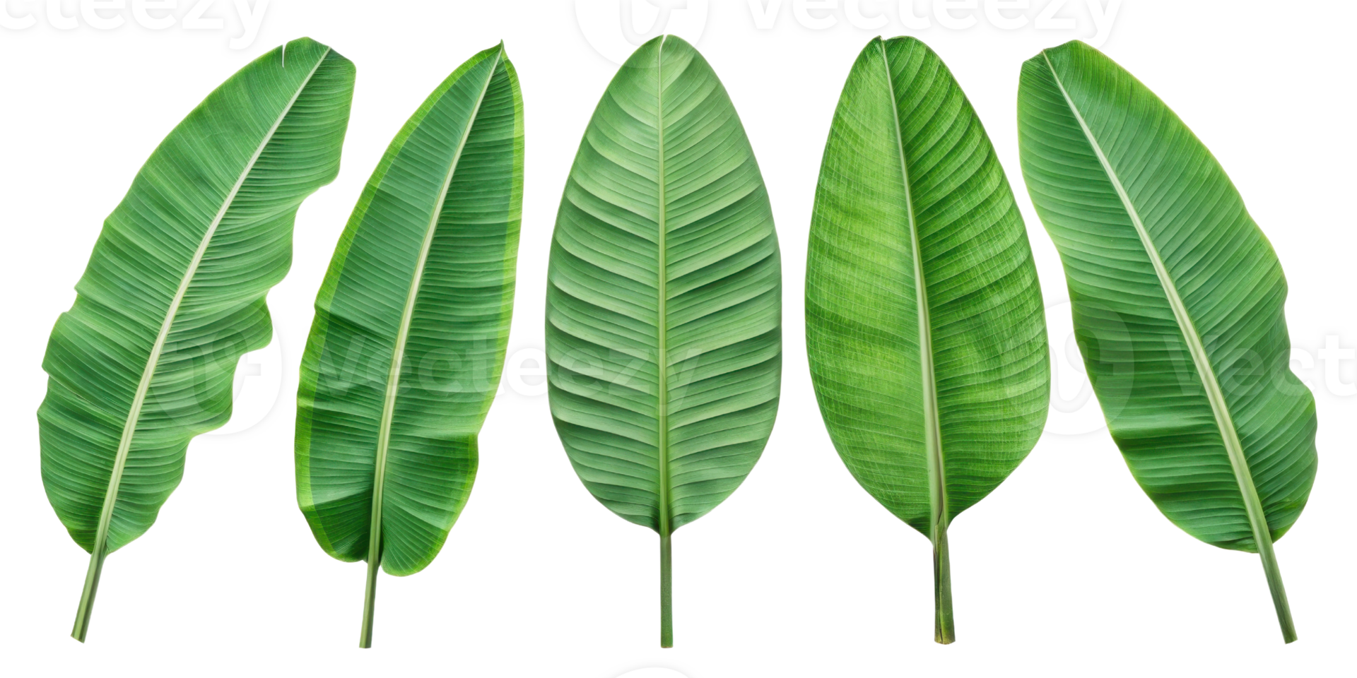 Tropical banana leaf collection with vibrant green color and natural texture perfect for design and decoration png