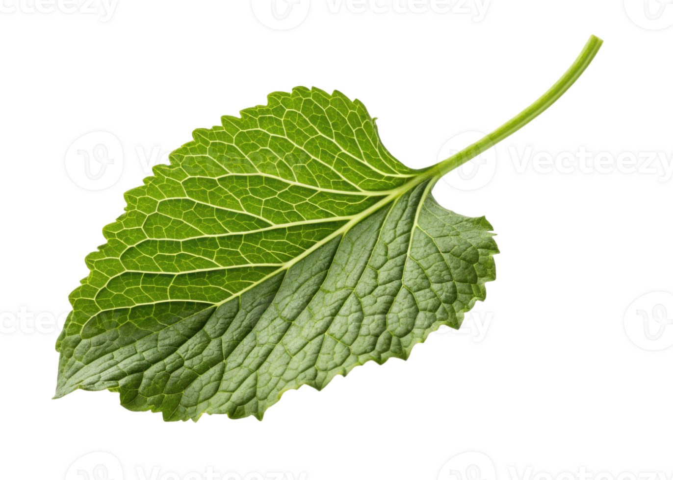Wasabi leaf with detailed veins and fresh green texture isolated transparency background showing natural beauty and vibrant color close up view png