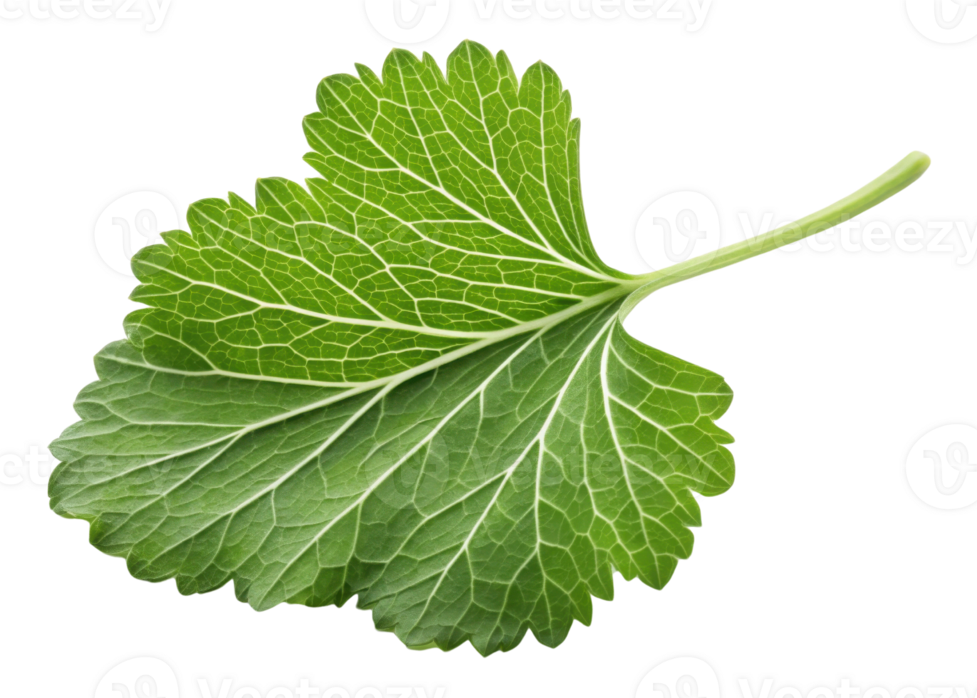 Fresh green leaf with visible veins and stem wasabi plant detail isolated on transparency background natural texture and vibrant color png