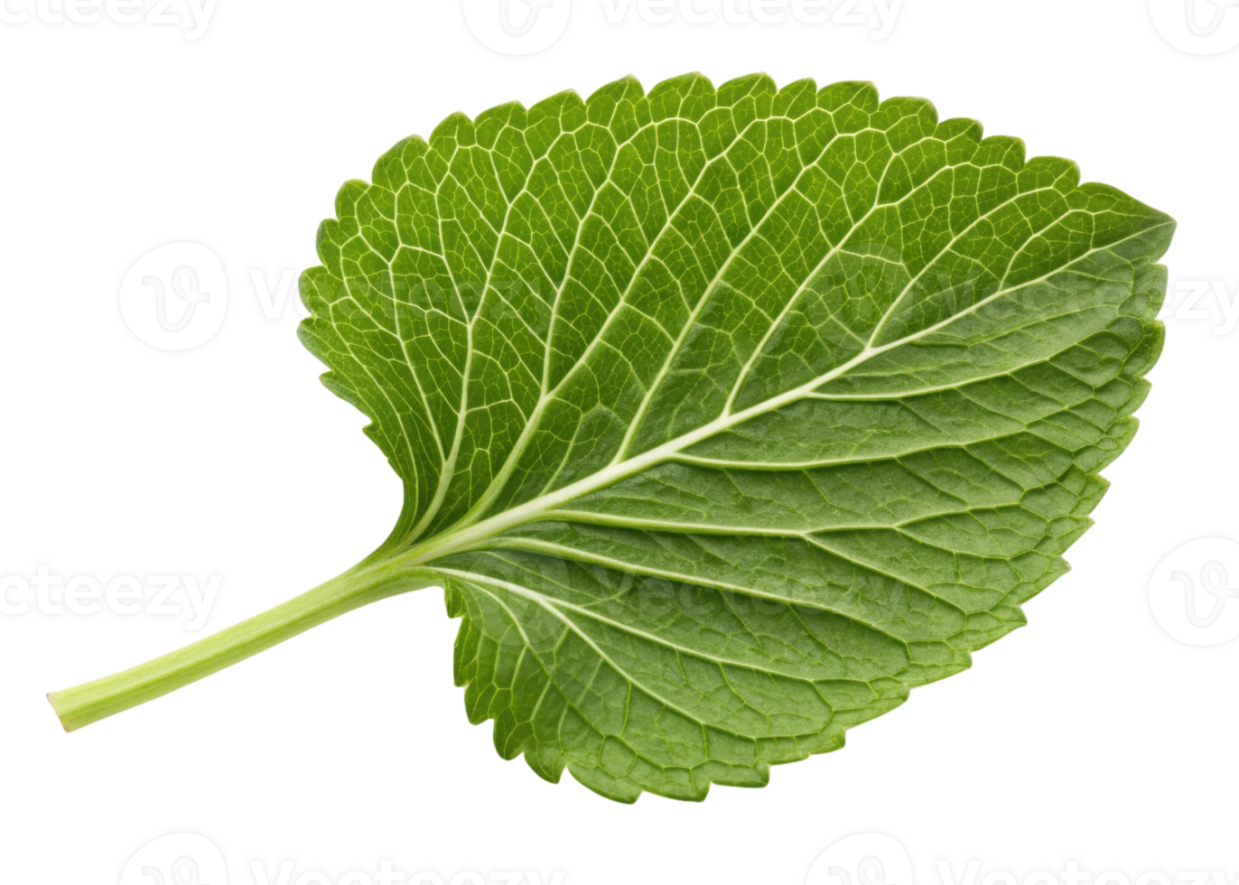 Fresh green wasabi leaf with detailed veins and serrated edges isolated on transparency background showing natural texture and vibrant color png