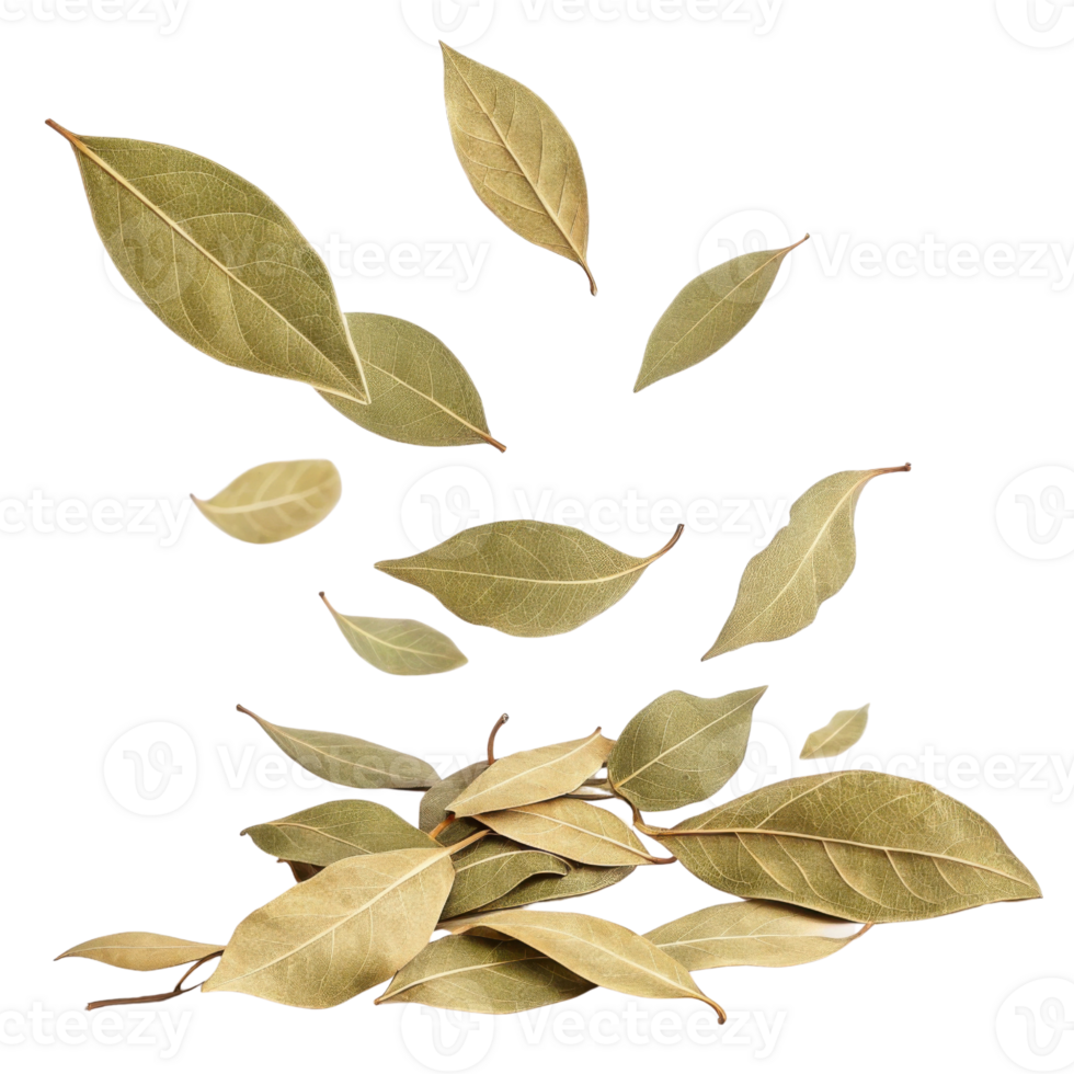 Dry bay leaf leaves isolated on transparency background with natural texture and color png
