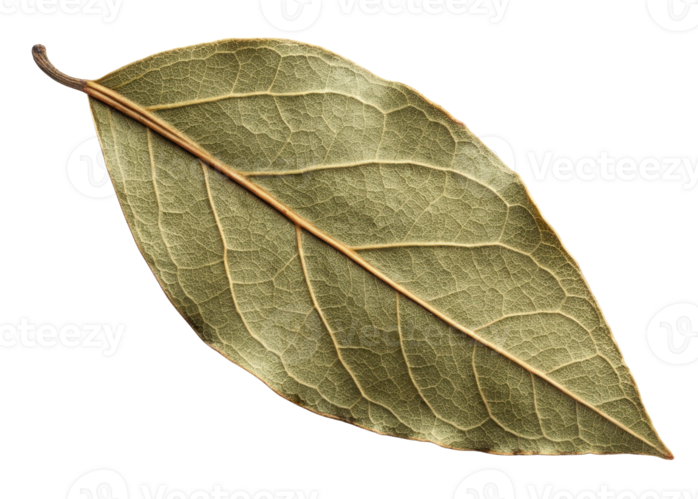 Dry bay leaf with detailed texture and veins isolated on transparency background showing natural beauty and organic pattern png