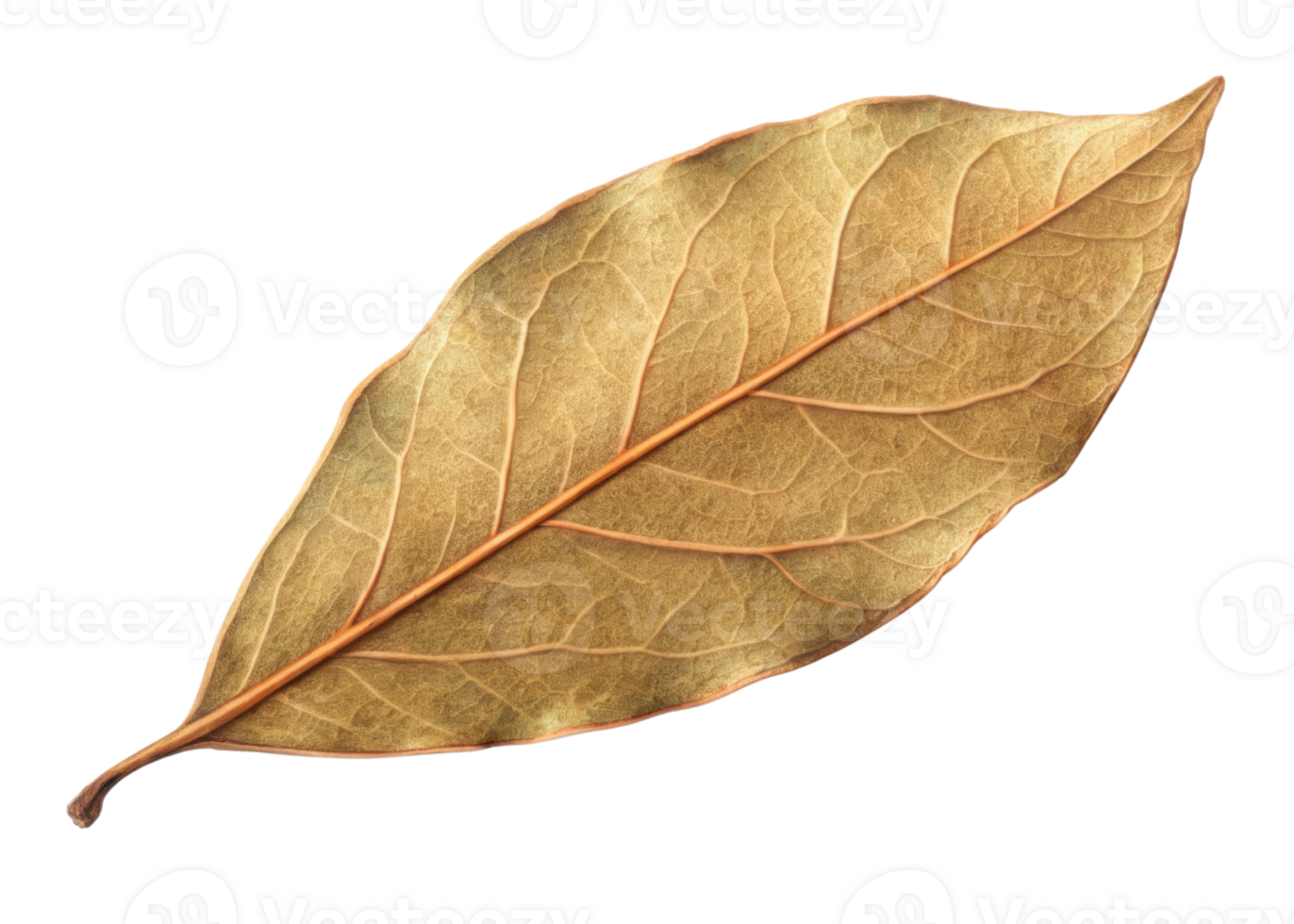 Dry bay leaf isolated on transparency background with detailed texture and natural veins visible in warm brown color png