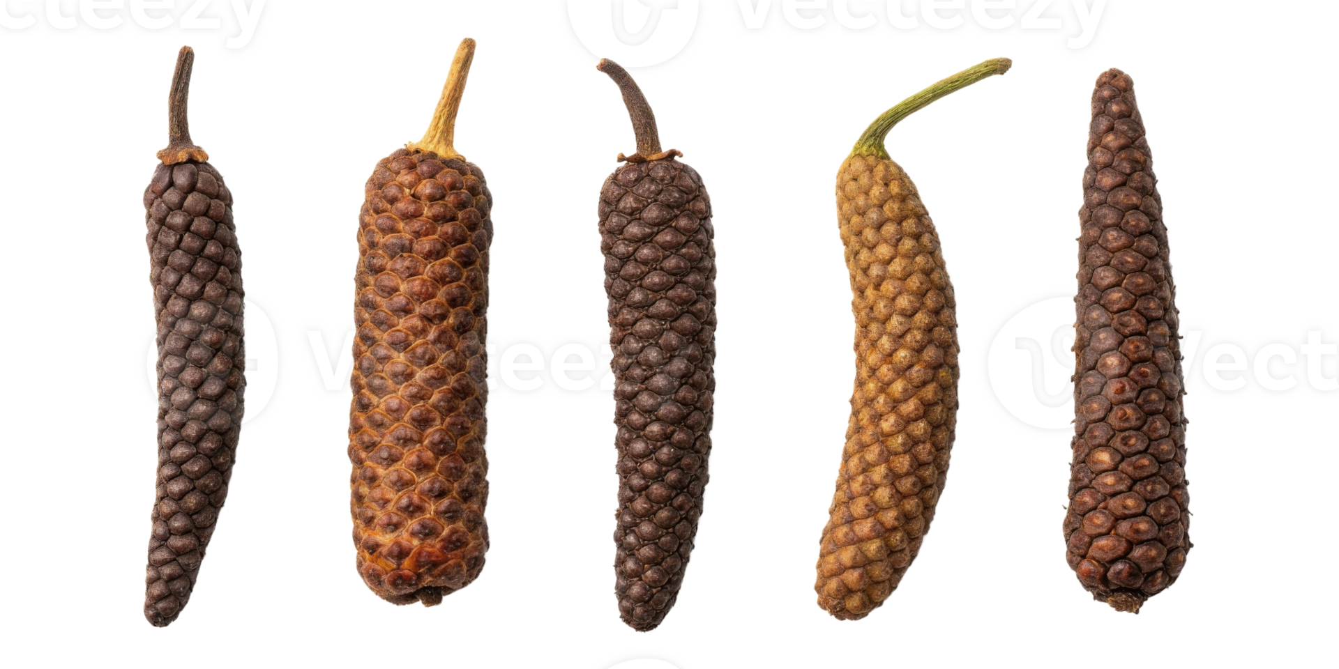 Dried peppercorn cutout isolated on transparency background showing natural texture and shape of long pepper spice in various brown shades png