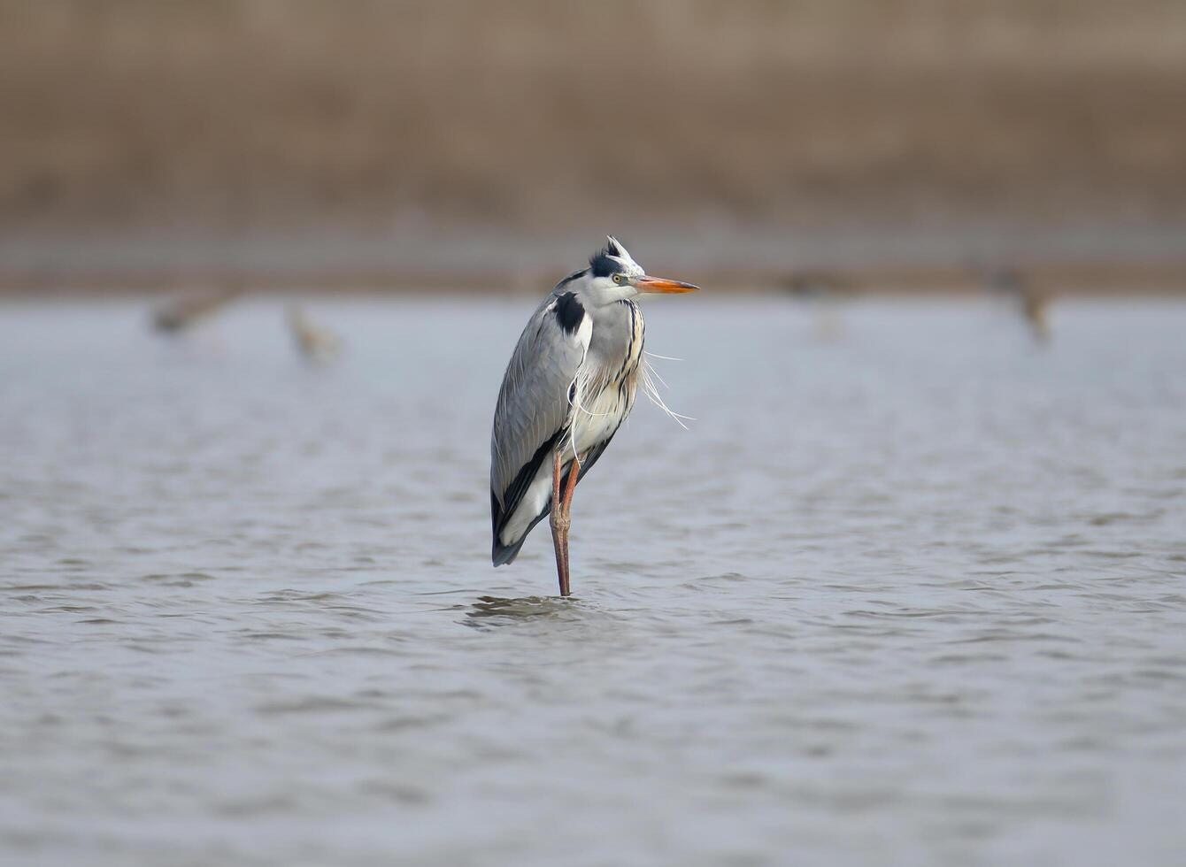A grey heron standing in the water photo