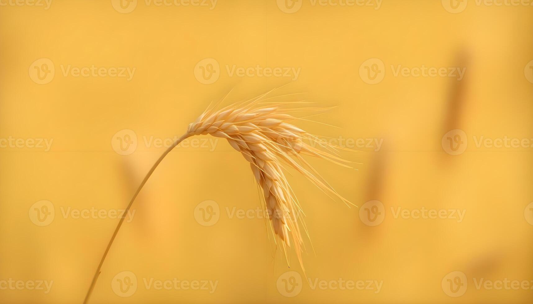 A close up of a wheat field with a blurred background photo