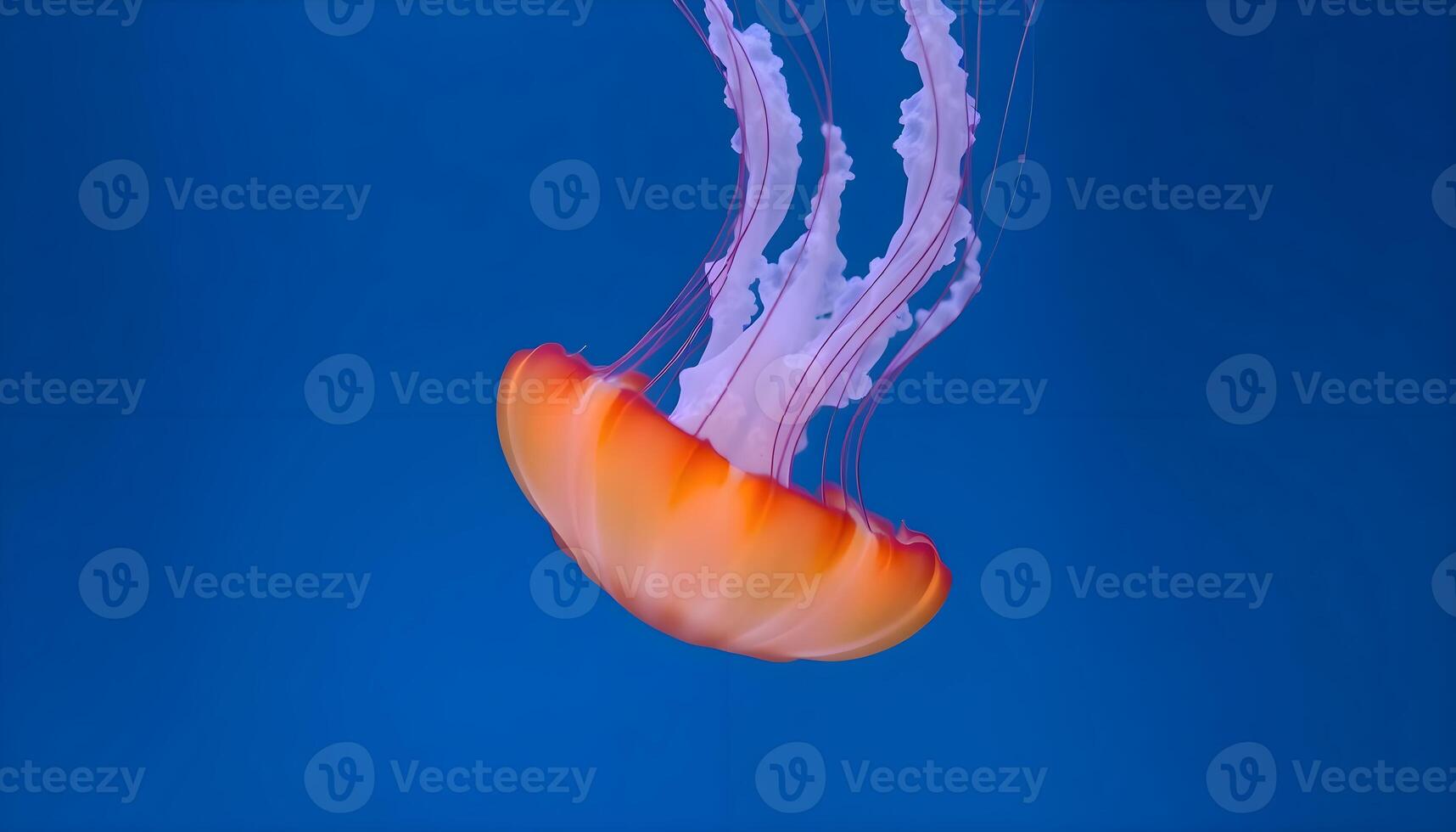 A jellyfish floating in the water with a blue background photo