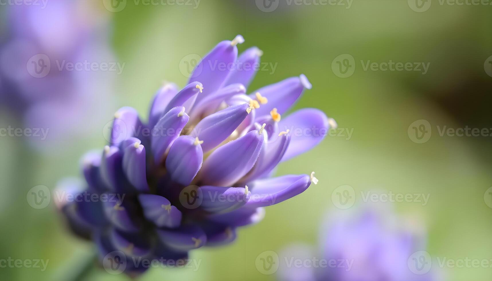 A close up of a purple flower with green leaves photo