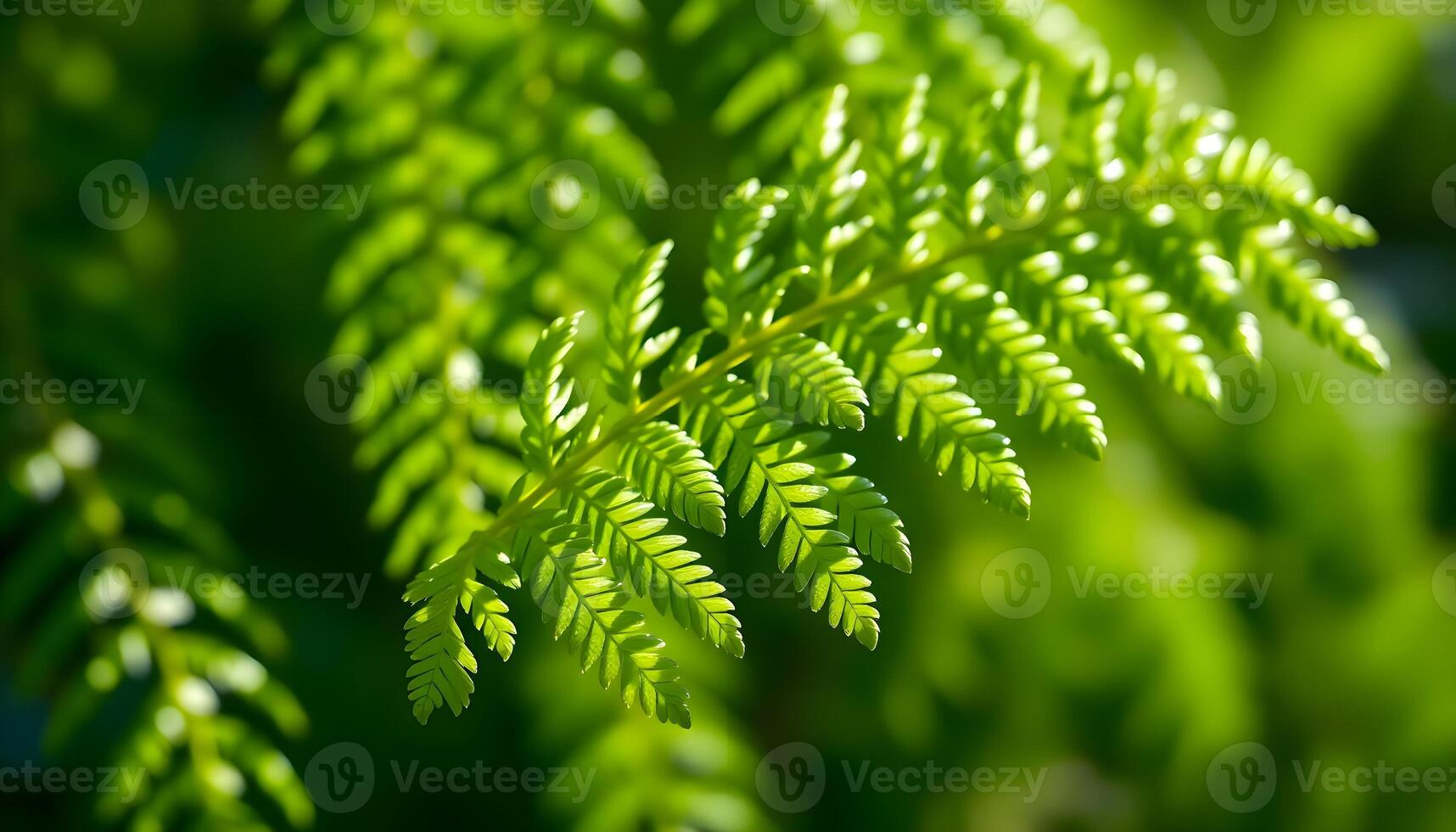 A fern leaf is shown in the sunlight photo